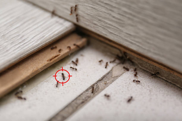 Best Affordable Pest Control Services  in Nokomis, IL